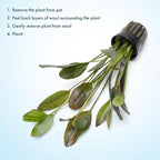 SubstrateSource Echinodorus Ozelot Green Sword Live Plant for Freshwater Aquariums, Natural Fish Tank Decorations, and Aquatic Decor (1 Pot (2-3 Plants))