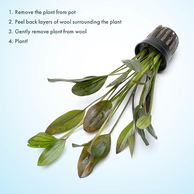 SubstrateSource Echinodorus Ozelot Green Sword Live Plant for Freshwater Aquariums, Natural Fish Tank Decorations, and Aquatic Decor (1 Pot (2-3 Plants))