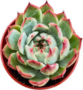 Sprout N Green Echeveria Chihuahuaensis, Mini Live Succulent Fully Rooted in 4 inch Starter Pot, House Plant for Indoor Outdoor Home Office Wedding Decoration Party Favor