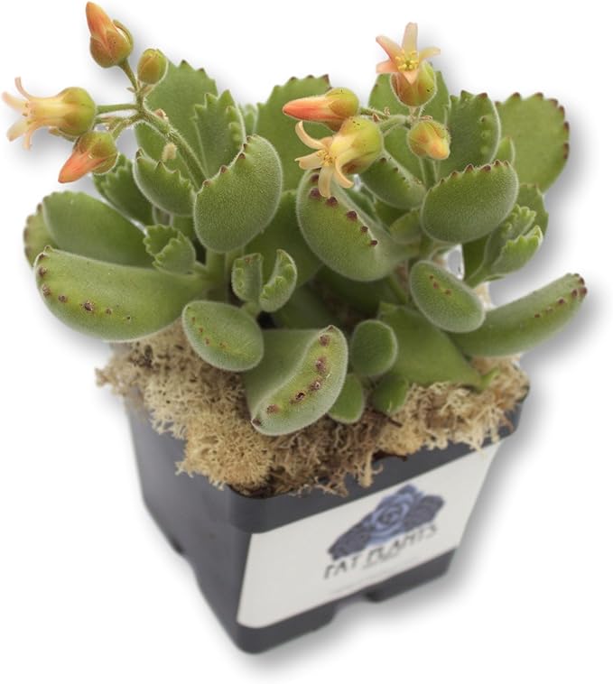 Fat Plants San Diego Succulent Plant(s) Fully Rooted in 4 inch Planter Pots with Soil - Real Live Potted Succulents/Unique Indoor Cactus Decor (1, Bear Paws)
