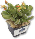 Fat Plants San Diego Succulent Plant(s) Fully Rooted in 4 inch Planter Pots with Soil - Real Live Potted Succulents/Unique Indoor Cactus Decor (1, Bear Paws)