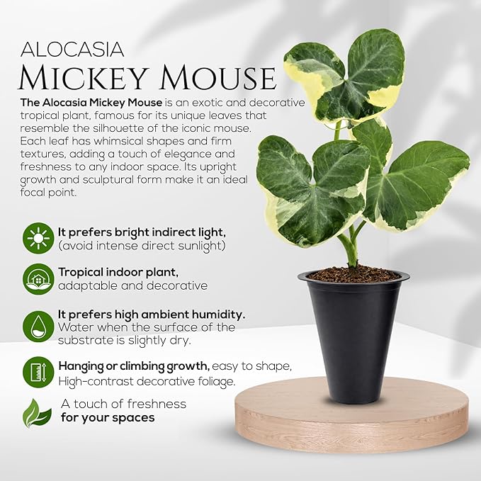 Alocasia Mickey Mouse (4 Pack) Live Plant,Rare Indoor Alocasia, Elephant Ear Houseplant,Unique Mickey Mouse Leaf Shape Plant,Tropical Houseplant Live, Starter Size Alocasia Plant for Indoor Home Decor