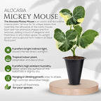 Alocasia Mickey Mouse (4 Pack) Live Plant,Rare Indoor Alocasia, Elephant Ear Houseplant,Unique Mickey Mouse Leaf Shape Plant,Tropical Houseplant Live, Starter Size Alocasia Plant for Indoor Home Decor