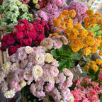 1000+ Kalanchoe Flower Seeds for Planting, Perennial Kalanchoe Flower Seed, Non-GMO Heirloom Rare Limonium Statice Flower Seeds for Home Garden