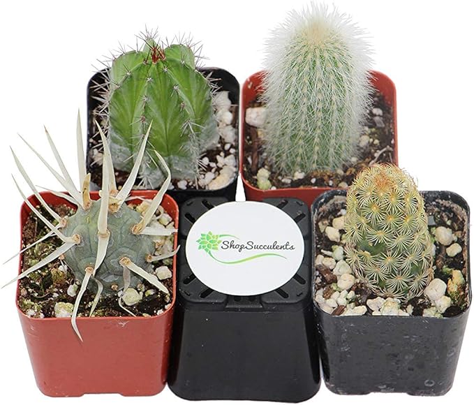 Shop Succulents | Cool Cactus Collection of Live Succulent Plants, Hand Selected Variety Pack of Cacti | Collection of 4