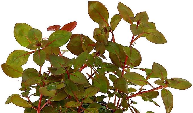 New Ludwigia sp. Mini 'Super Red' Live Aquarium Freshwater Plants Rare Repens Rubin