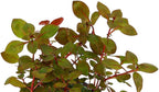 New Ludwigia sp. Mini 'Super Red' Live Aquarium Freshwater Plants Rare Repens Rubin