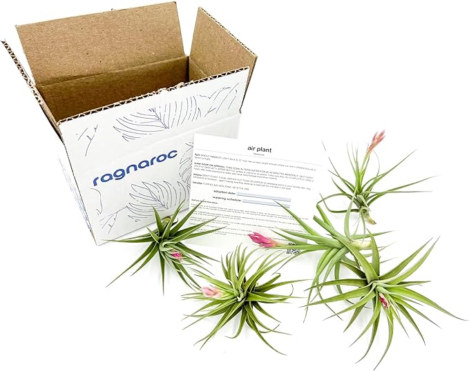 Air Plants - Flowering Tillandsia Aeranthos, Large 3-5" - 5ct - Live Arrival Guaranteed - House Plants for Home Decor & Gift