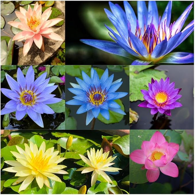 35 PCS Bowl Lotus Seeds for Planting – Mixed Color Bonsai Lotus Flower Seeds, Ornamental Aquatic Plants for Indoor Water Bowls, Outdoor Ponds & Gardens