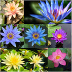35 PCS Bowl Lotus Seeds for Planting – Mixed Color Bonsai Lotus Flower Seeds, Ornamental Aquatic Plants for Indoor Water Bowls, Outdoor Ponds & Gardens
