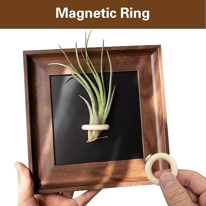 2 Sets Air Plant Holder with Display Frame, Wall Mounted Tillandsia Ionantha Magnetic Backgrounds Decoration Hanging Planter Square Frame for Home & Office (Plants Not Included)