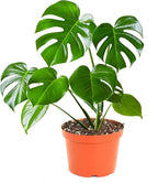 Shop Succulents Monstera Deliciosa Swiss Cheese Plant, Live Indoor Plant, Easy to Grow Split Leaf Houseplant in Grow Pot, Housewarming, Decoration for Home, Office, and Room Decor, 6 Inch