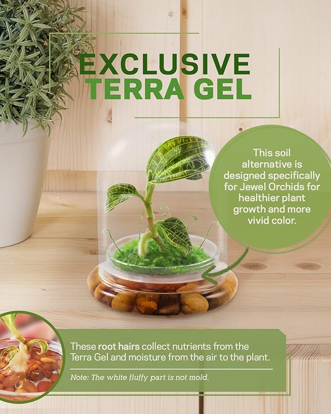 Bloomify Jewel Orchid [Macodes sanderiana/petola] Live Orchid in Self-Sustaining Ecosystem, 100% Maintenance Free Healthy Terrarium Plants Guarantee. (M. petola with Moss)