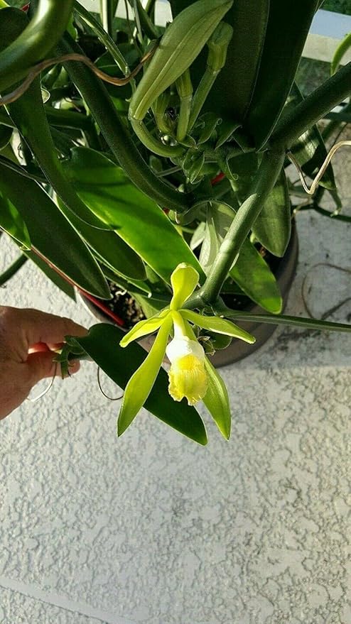 Vanilla Bean Orchid, 12 Inches Fresh Cutting from My Plant