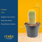 Costa Farms Cactus Live Plants in Plastic Post, Easy to Maintain Succulent Indoor Houseplant, Home, Room, or Office Decor, Great House Warming or Birthday Gift, 4-8 Inches Tall, Pack of 3