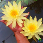 Live Water Lily Tuber Nymphaea Pinvaree Yellow Hardy Aquatic Plants for Aquarium Freshwater Fish Pond Flower Garden