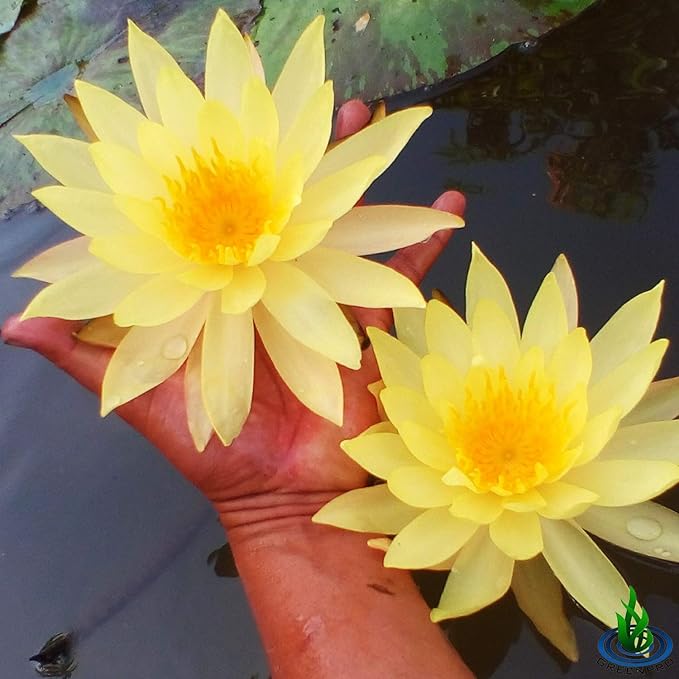 Live Water Lily Tuber Nymphaea Pinvaree Yellow Hardy Aquatic Plants for Aquarium Freshwater Fish Pond Flower Garden
