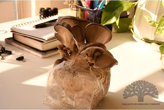 Blue Oyster Mushroom Grow Kit by Oakland Mushroom Co. | Handmade with Organic Ingredients | Ready to Grow | Harvest in 7-10 Days