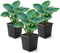 Live Perennial Hosta - Abiqua Drinking Guord (3 Plants Per Pack) Beautiful Accent Plant, 10" Tall by 4" Wide in 1 Qt Pot