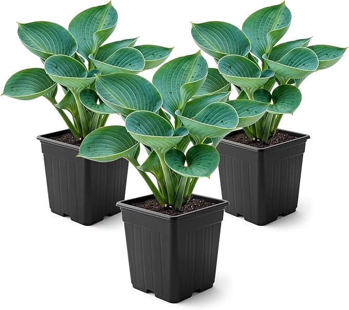 Live Perennial Hosta - Abiqua Drinking Guord (3 Plants Per Pack) Beautiful Accent Plant, 10" Tall by 4" Wide in 1 Qt Pot