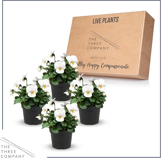 Live Healthy Flowering Pansies - White Blotch (4 Plants Per Pack), Beautiful Winter Color, 6" Tall by 4" Wide in 1 Pint Square Pot