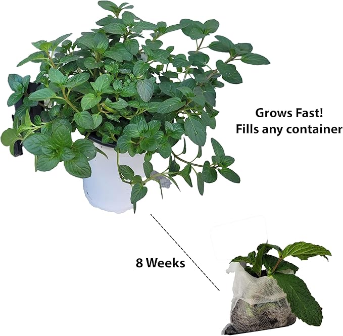 Generic Lemon Mint plants. Live, Fragrant, Fresh, Edible. Easy Grow. Indoor/Outdoor. (2 lemon mint bags)