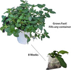 Generic Lemon Mint plants. Live, Fragrant, Fresh, Edible. Easy Grow. Indoor/Outdoor. (2 lemon mint cups)