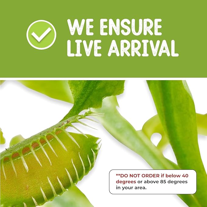 Venus Fly Trap Live Plant with 4.5" Pink Terrarium + Carnivorous Plants Food Bundle with Feeding Tweezers - Carnivorous Plant Soil and Live Venus Flytrap