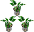 SubstrateSource Anubias Live Aquarium Plants - Potted Freshwater Plant for Fish Tanks, Terrariums - Beginner Friendly Low Light (Congensis Mini, 3 Pots)