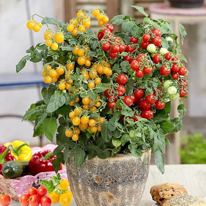 Dwarf Duo Tiny Tim Tomato Seeds - 100+ Red & 100+ Yellow Dwarf Tomato Variety, Cherry Tomato Seeds for Containers, Balcony, Patio, Pots, Indoor Outdoor Gardening, Heirloom, Non-GMO, Easy to Grow