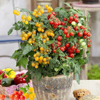 Dwarf Duo Tiny Tim Tomato Seeds - 100+ Red & 100+ Yellow Dwarf Tomato Variety, Cherry Tomato Seeds for Containers, Balcony, Patio, Pots, Indoor Outdoor Gardening, Heirloom, Non-GMO, Easy to Grow