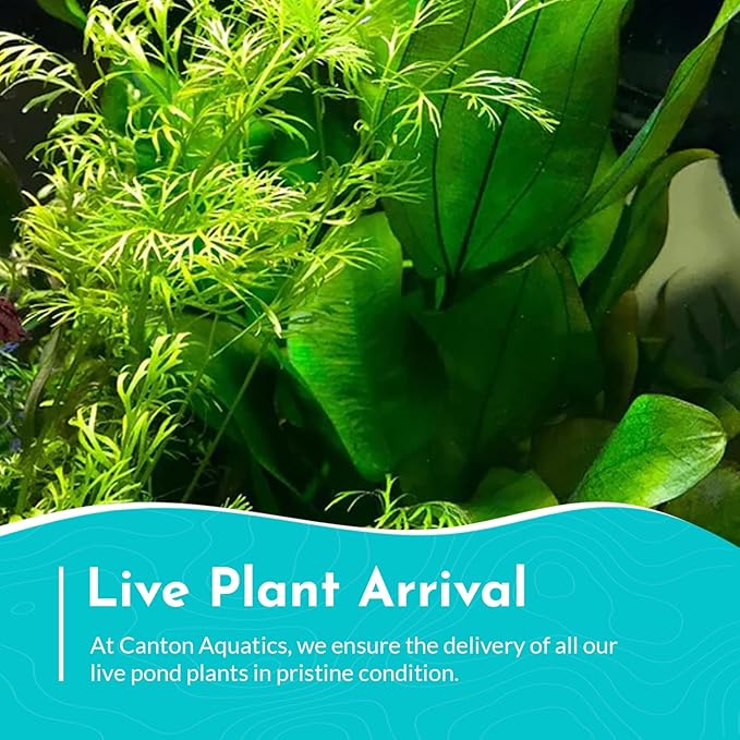 Live Aquarium Plants - Water Sprite Aquarium Plant, Ceratopteris Thalictroides - Perfect Live Aquatic Plants for Fish Tanks and Aquariums