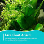 Live Aquarium Plants - Water Sprite Aquarium Plant, Ceratopteris Thalictroides - Perfect Live Aquatic Plants for Fish Tanks and Aquariums