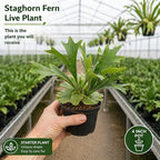 Staghorn Ferns Live Plants, Live Fern Plants Indoor in 4 Inch Pot, Unique Fern for Wall Mounting, Shelves and Indoor Decor