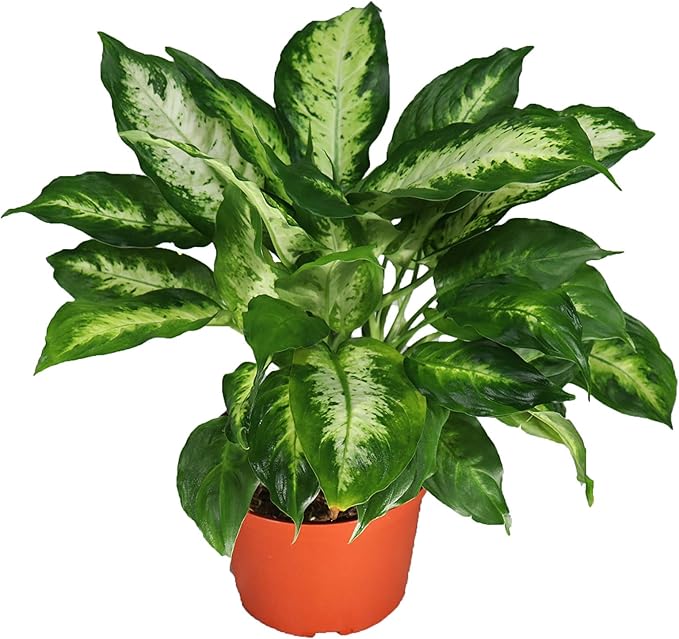 Dieffenbachia Compacta from California Tropicals, Elegance in a Petite Package with Patterned Leaves for Your Indoor and Outdoor Space - 6 Inches, A Must-Have Feature Plant
