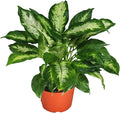 Dieffenbachia Compacta from California Tropicals, Elegance in a Petite Package with Patterned Leaves for Your Indoor and Outdoor Space - 6 Inches, A Must-Have Feature Plant