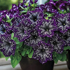 Night Sky Petunia Seeds for Planting,1000+ Mixed Rare Starry Sky Ipomoea Flower Seeds, Trailing Plant, Heirloom Non-GMO Petunia Seed for Home Garden