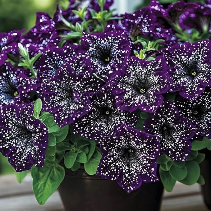Night Sky Petunia Seeds for Planting,1000+ Mixed Rare Starry Sky Ipomoea Flower Seeds, Trailing Plant, Heirloom Non-GMO Petunia Seed for Home Garden