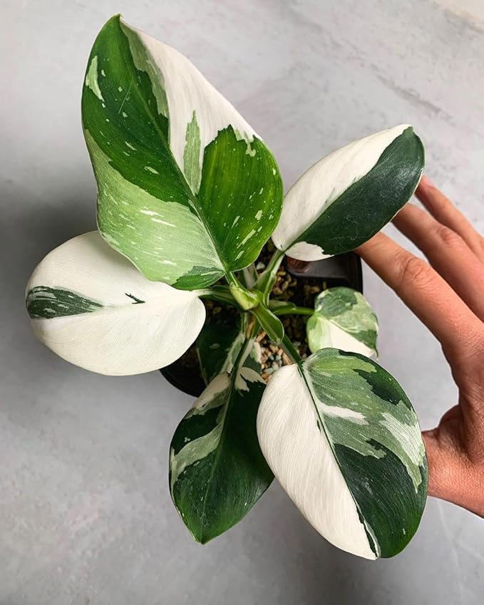 Variegated Philodendron Live Plant, Rare Indoor Houseplant Live Well Rooted 5-7 Inches, Container Growing, Home Office Decor (White Princess Philodendron)