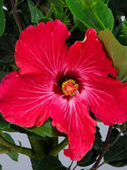 Hibiscus Tree Live - Pink Flowers - Overall Height 38" to 44", 3 Gallon Pot - Tropical Plants of Florida