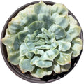 Echeveria ‘Floral Bride’ 3in Variegated Succulent Live Plant – Colorful Rare Rosette Succulent, Easy Care Live Succulents Plants, Desk Plant Gift, Indoor/Outdoor Plant for Collectors, Home Decor