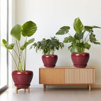 Ceramic Pots for Plants - 10 Inch 8 Inch 6 Inch Plant Pots with Drainage Holes and Saucers Large Planters for Indoor Plants Decorative Outdoor Flower Pots Set of 3 Red