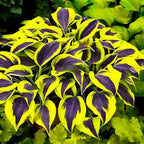 330+ Mixed Color Hosta Seeds for Planting - Shade-Tolerant Perennials, Dual Use for Ground Cover & Pots, Create Cool Shaded Gardens