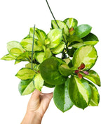 Hoya Australis 'Lisa' - Live Variegated Wax Plant | Easy Care, Fast Growing Houseplant | Perfect for Indoor Decor | CA Seller (Multiple Plants, 6" Pot)