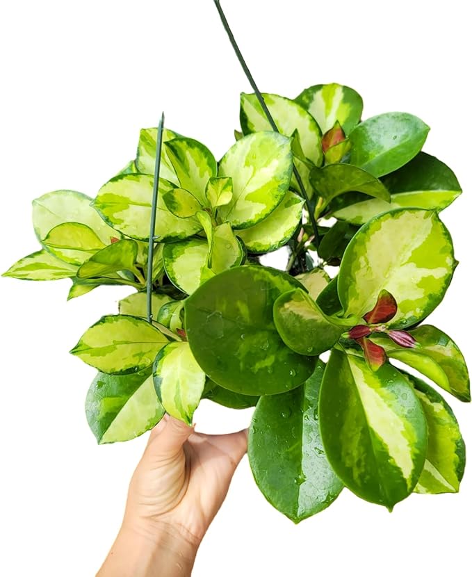 Hoya Australis 'Lisa' - Live Variegated Wax Plant | Easy Care, Fast Growing Houseplant | Perfect for Indoor Decor | CA Seller (Multiple Plants, 6" Pot)