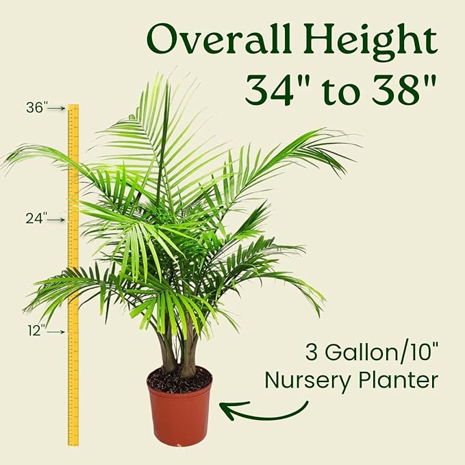 Majesty Palm - Live Palm Tree Plant - Tropical Plants of Florida - Overall Height 34" to 38" (Plant in Growers Pot)