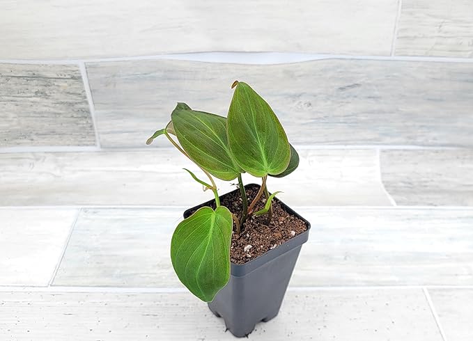 Philodendron Micans Live Rare House Plants - Fully Rooted Indoor Plants in 3" Pot by 3exoticgreen | Premium Philodendron Plant Live Houseplants for Home and Office Decor