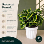 Dracaena Tornado Live Plant, Low Light Tolerant Dracaena Plant Live, Air Purifying Plants Live Houseplants, Beginner Friendly House Plants for All Indoors Spaces