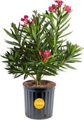 Costa Farms Oleander Live Plant, Bush with Beautiful Flowers in 10-Inch Plant Pot