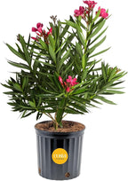 Costa Farms Oleander Live Plant, Bush with Beautiful Flowers in 10-Inch Plant Pot